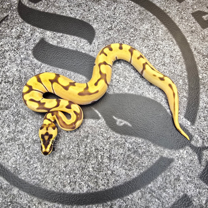 25 Super Enchi Super OD 66% het Rainbow and Hypo female