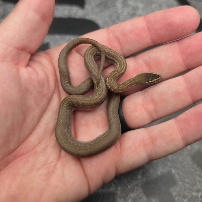 26 Het Tpos Albino het Blue Eye 50% het Hypo female 22F7