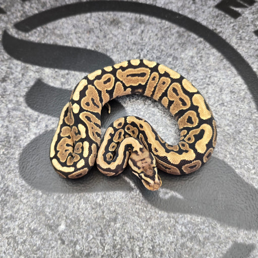 25 Spotnose het Paint female