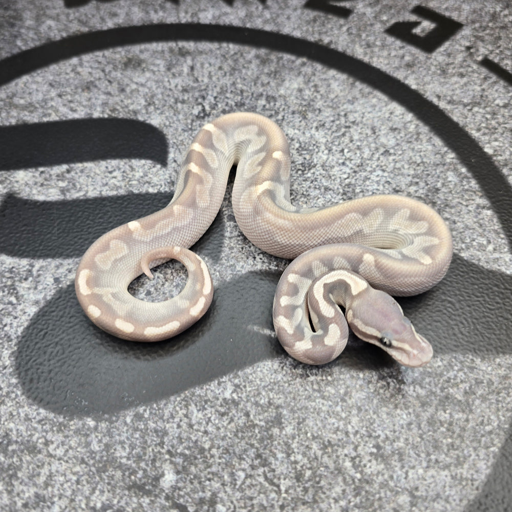 26 GHI Cinnamon Enchi Butter Hypo 50% het Pied male