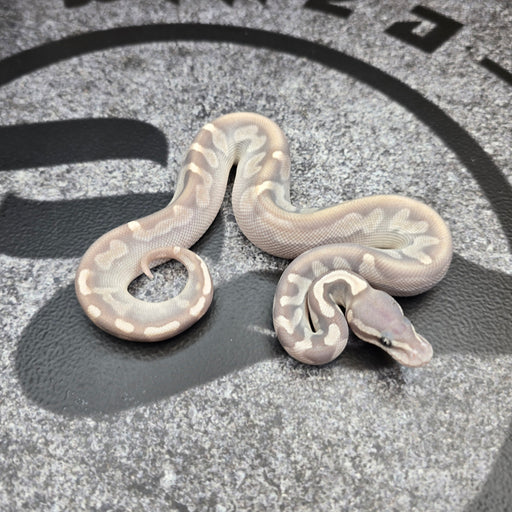 26 GHI Cinnamon Enchi Butter Hypo 50% het Pied male