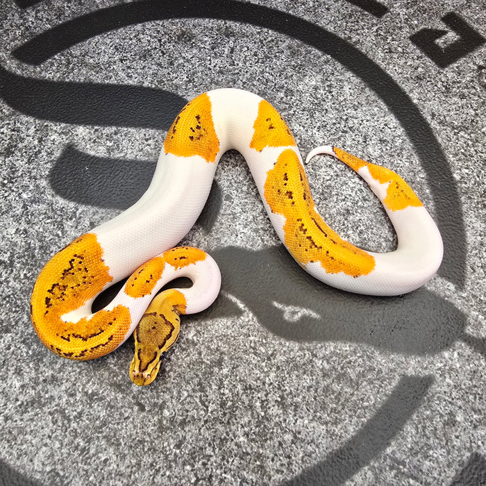 25 OD Pin YB (probably Scrambler) Pied het Hypo female