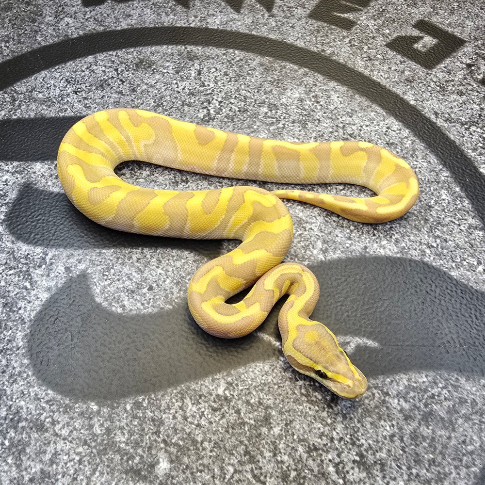 25 Enchi Lesser Hypo 50% het Pied male