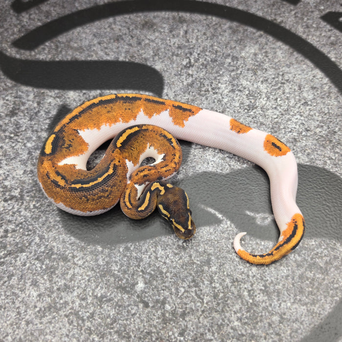 26 BH YB Pied het Hypo male
