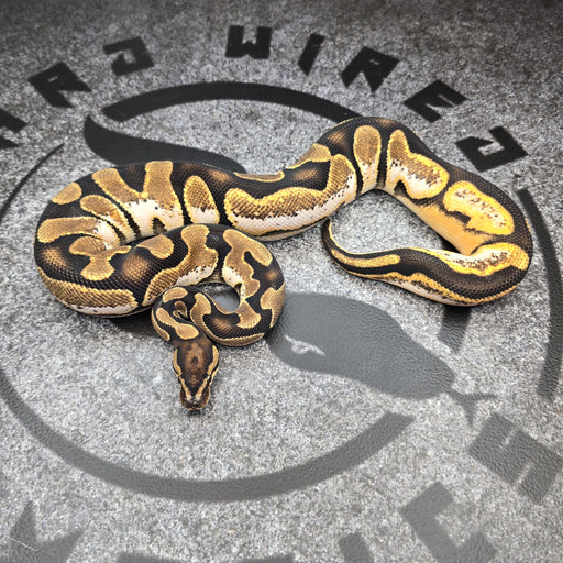 24OD Chocolate Calico het DG 50% het Hypo female