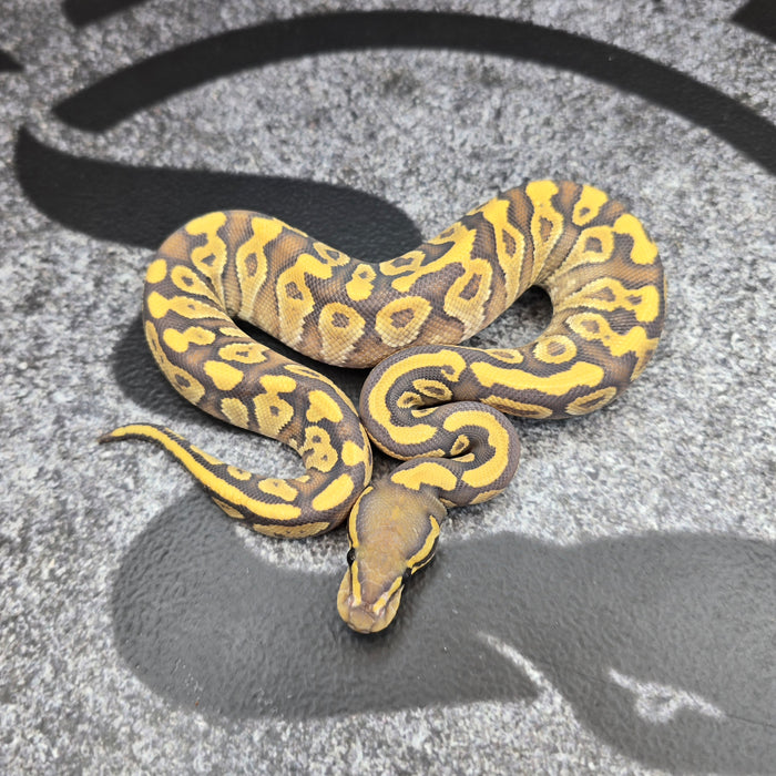 26 Mojave YB Hypo female