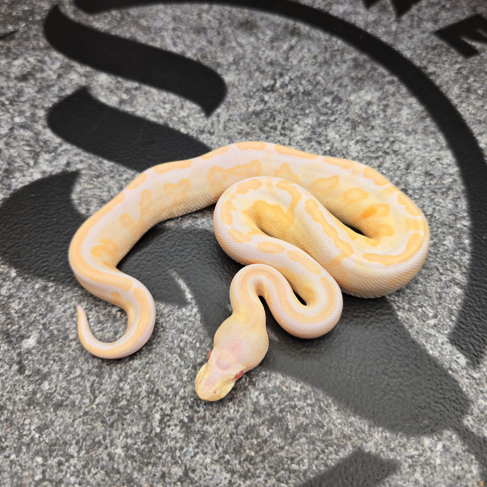 26 Cypress Black Pastel Albino male