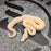 26 Cypress Black Pastel Albino male
