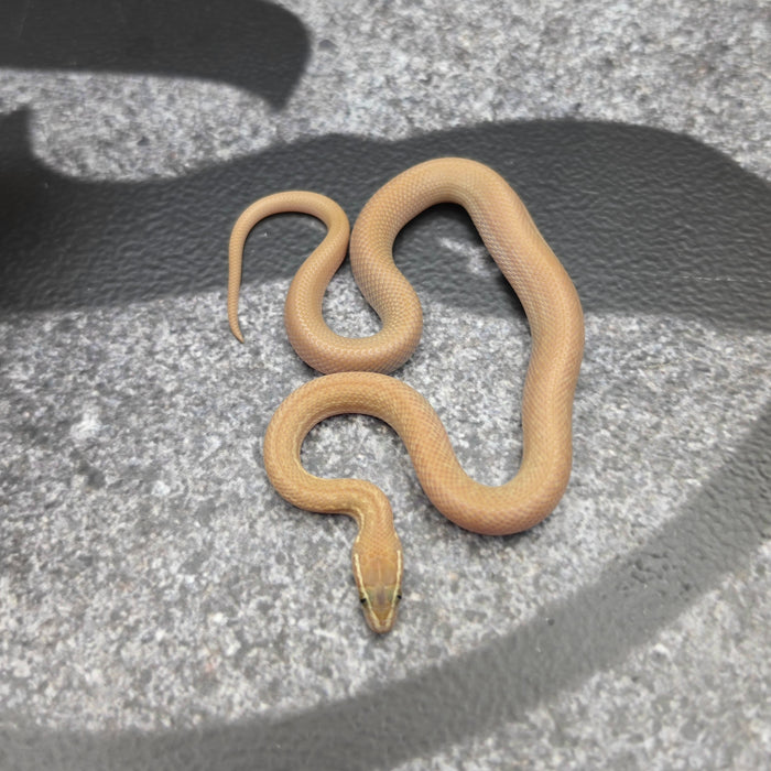 26 31.25% Zambian Green Hypo het Tpos Albino male