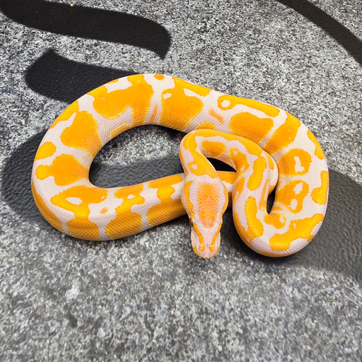 25 Lavender het Pied male