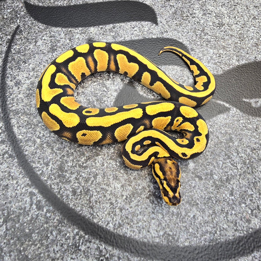 OD RedStripe het Clown female