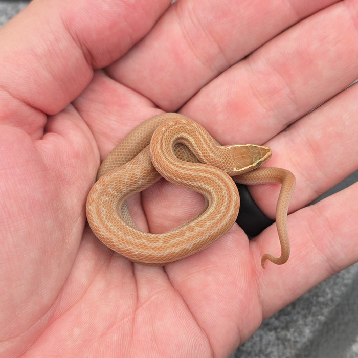 26 Tpos het Hypo African House Snake male M2