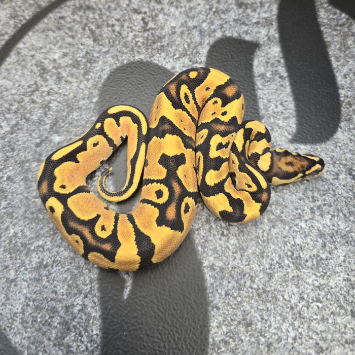 26 OD Jaguar Vanilla or Fire het Hypo