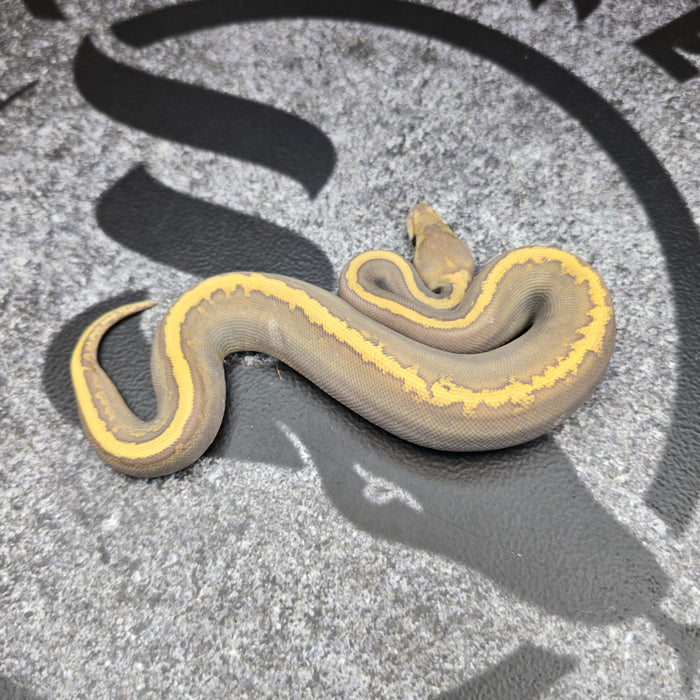 26 Acid GHI Mojave Hypo female