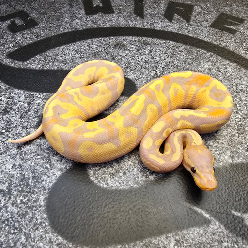 24 Banana Cypress Chocolate Yb or Asphalt female