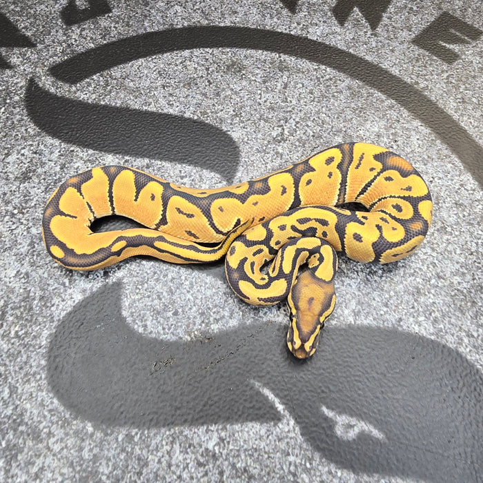 25 OD Hypo het Pied male