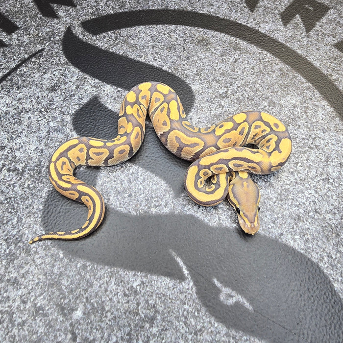 25 Fire Hypo het DG female