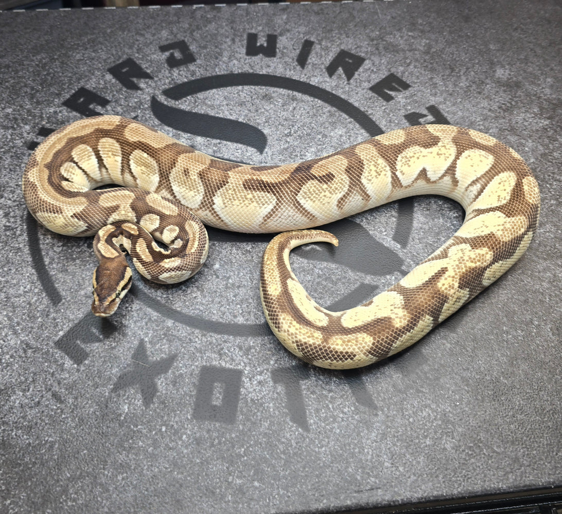 Proven Breeder OD Enchi Fire Mystic female