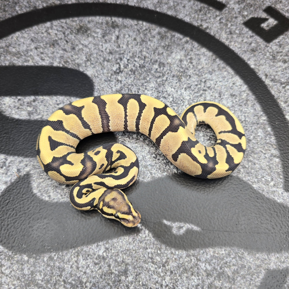 26 Fire DG het Pied female