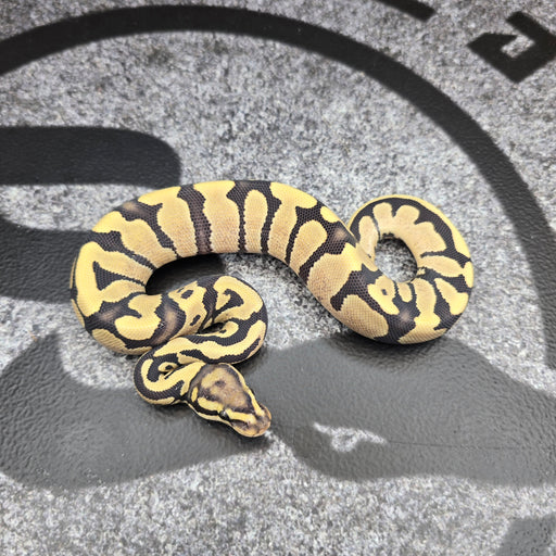 26 Fire DG het Pied female
