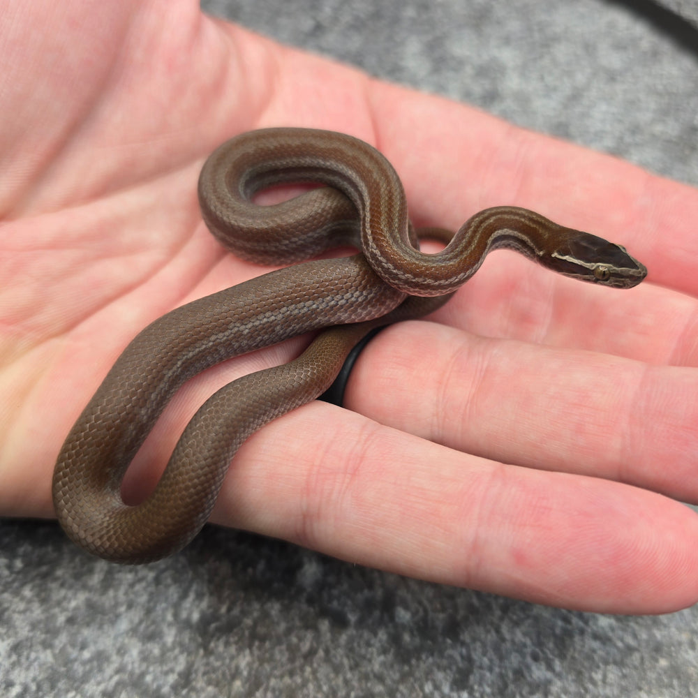 26 Pure Racerback African House Snake male