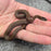 26 Pure Racerback African House Snake male