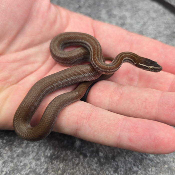 26 Pure Racerback African House Snake male