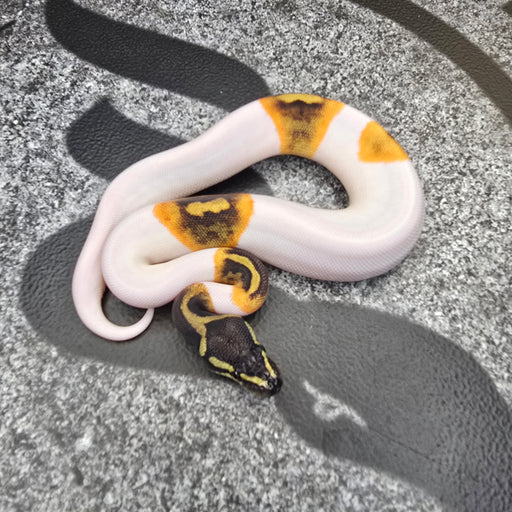 25 GHI Pied het Hypo female