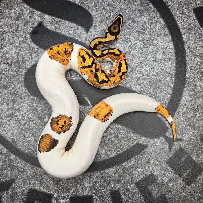 25 YB Scrambler Pied het Hypo female