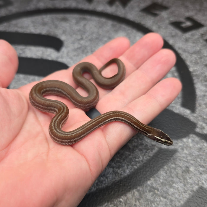 26 Pure Racerback Africa House Snake female