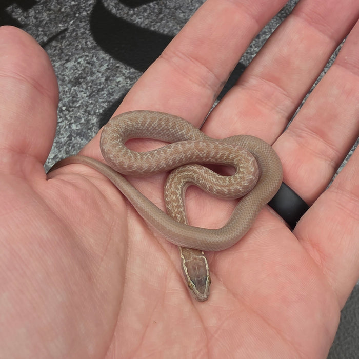 26 Hypo het Tpos African House Snake male 13M1
