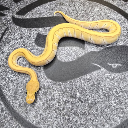 25 Cypress Enchi Pin DG Hypo female