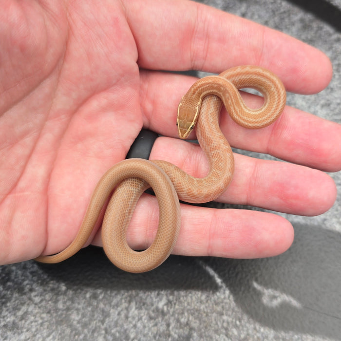 26 Tpos het Hypo African House Snake male M2