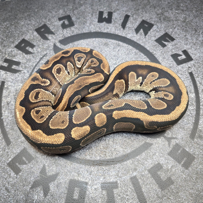 Proven Breeder Arroyo het Hypo het Pied female