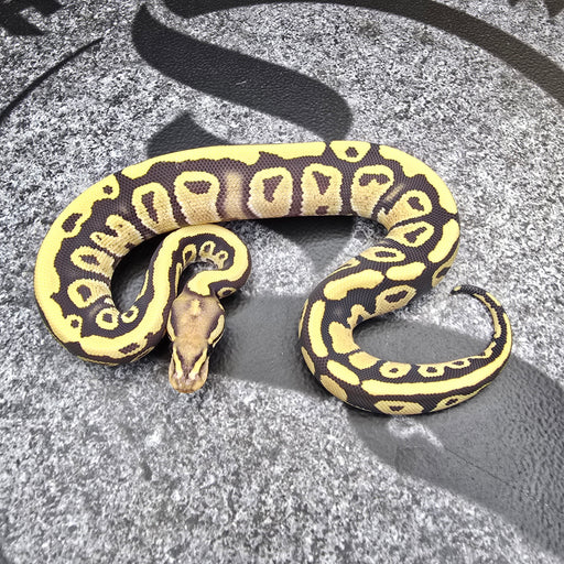 25 Fire Cypress DG female