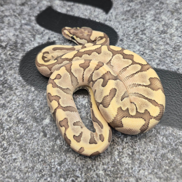 26 Bamboo het Hypo het DG pos GHI Enchi YB Acid male
