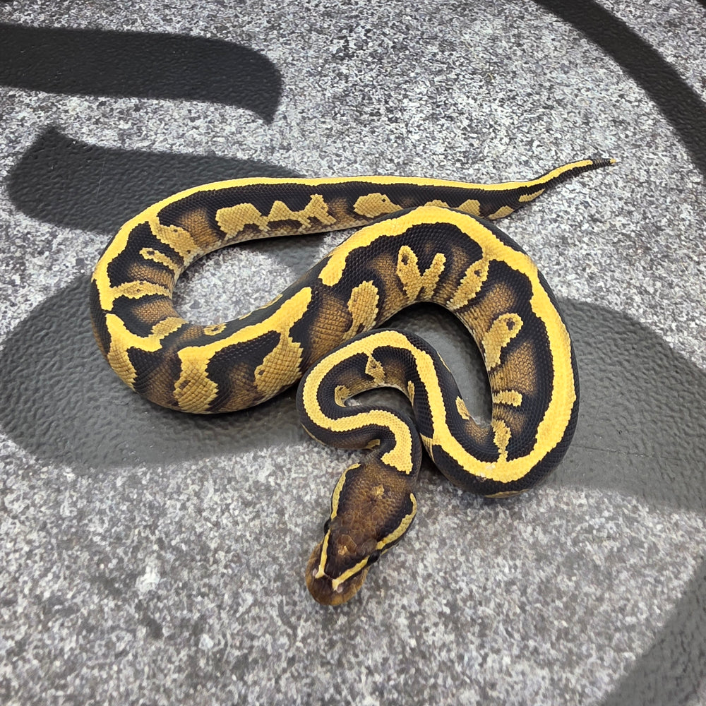 26 Black Head Jaguar Fire YB pos OD male