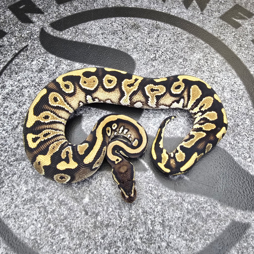 24 BH HGW YB het Pied female
