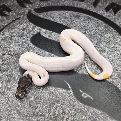 26 BH Mojave OD YB Pied 50% het Hypo female