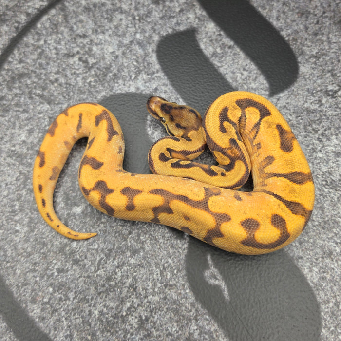 26 OD HGW Enchi YB het Hypo het Pied male