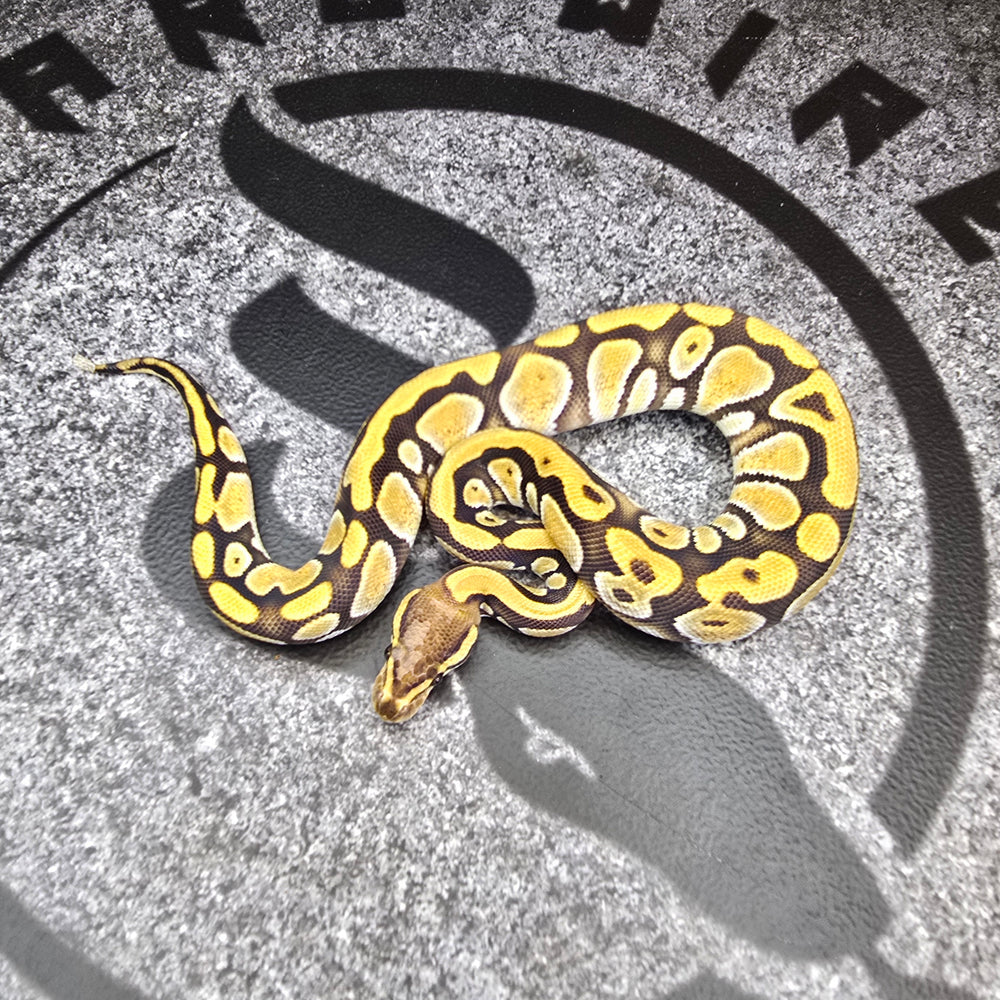 25 Cypress het DG het Hypo female