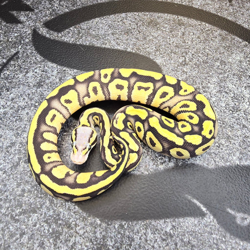 25 Firefly DG 50% het Hypo female