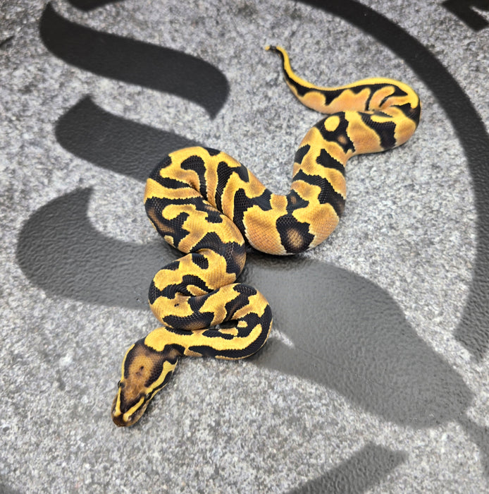 26 OD Jaguar het Hypo male