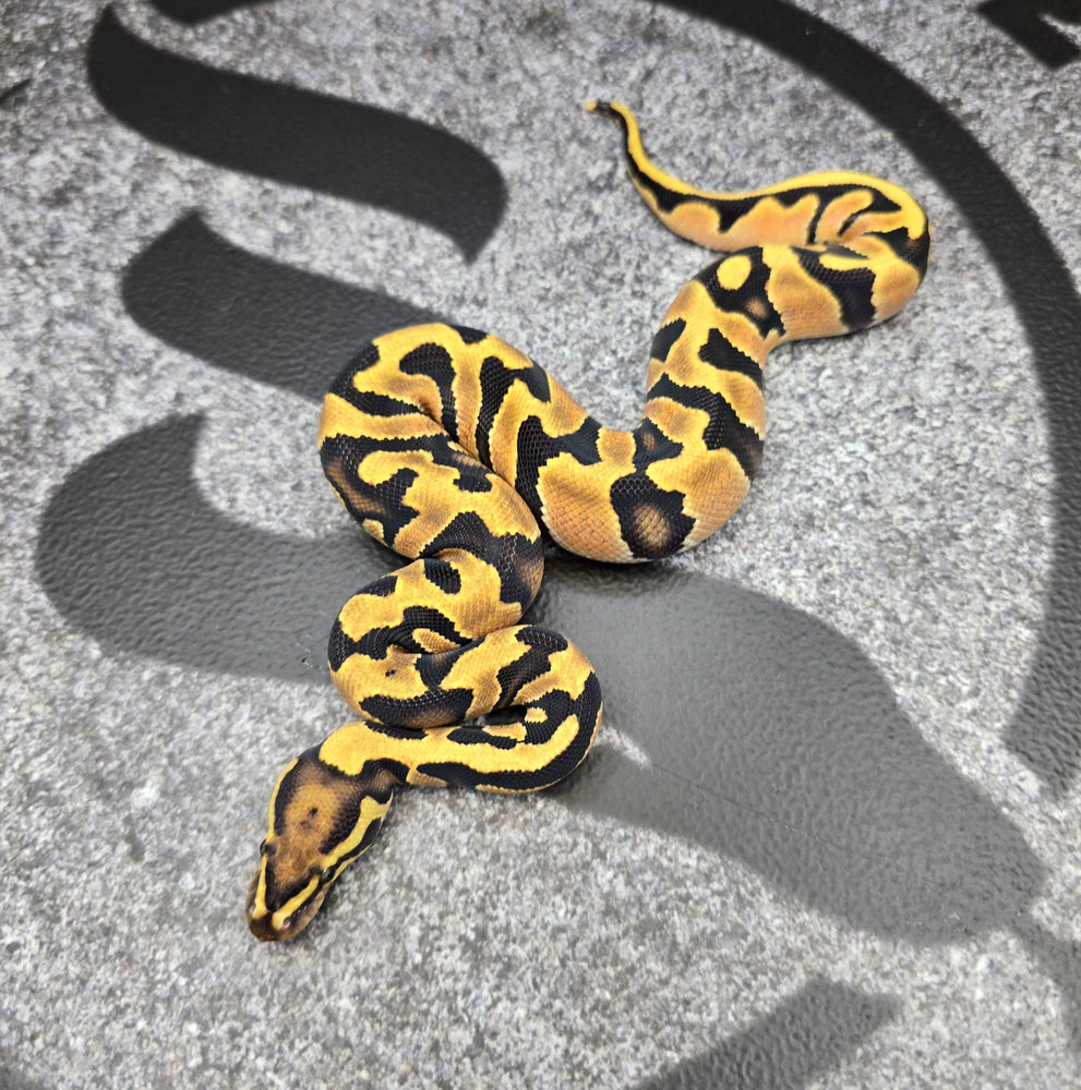 26 OD Jaguar het Hypo male