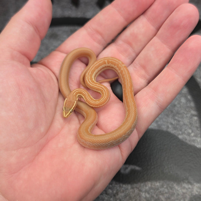 26 Tpos Albino het Hypo female 17F9