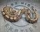 Double het DG Puzzle proven breeder female