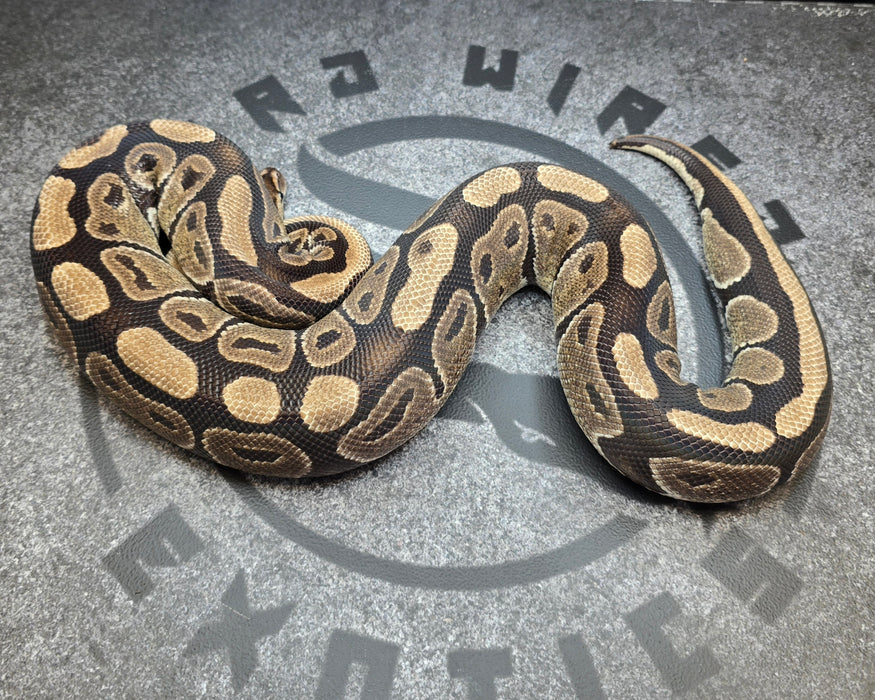 Double het DG Puzzle proven breeder female