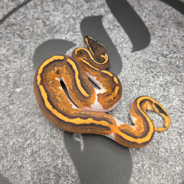 26 BH Enchi YB Pied het Hypo male