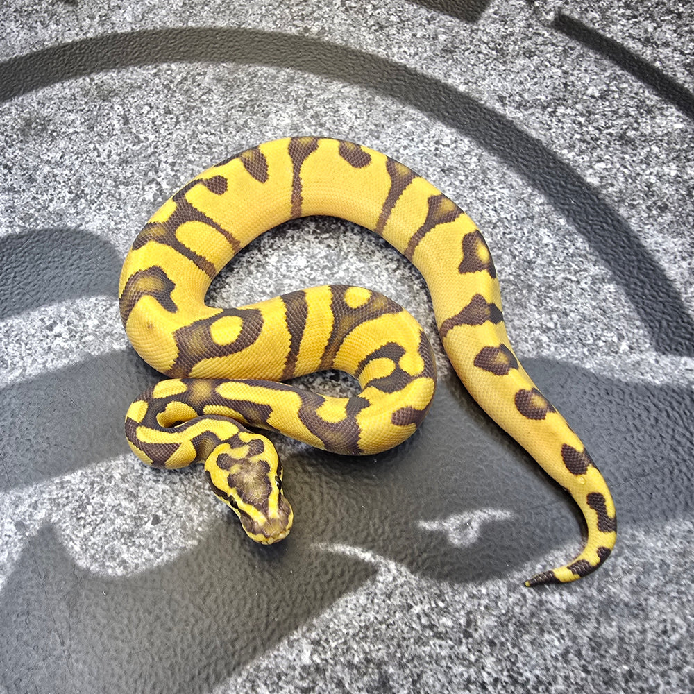 25 Super Enchi Hypo 50% het Pied male