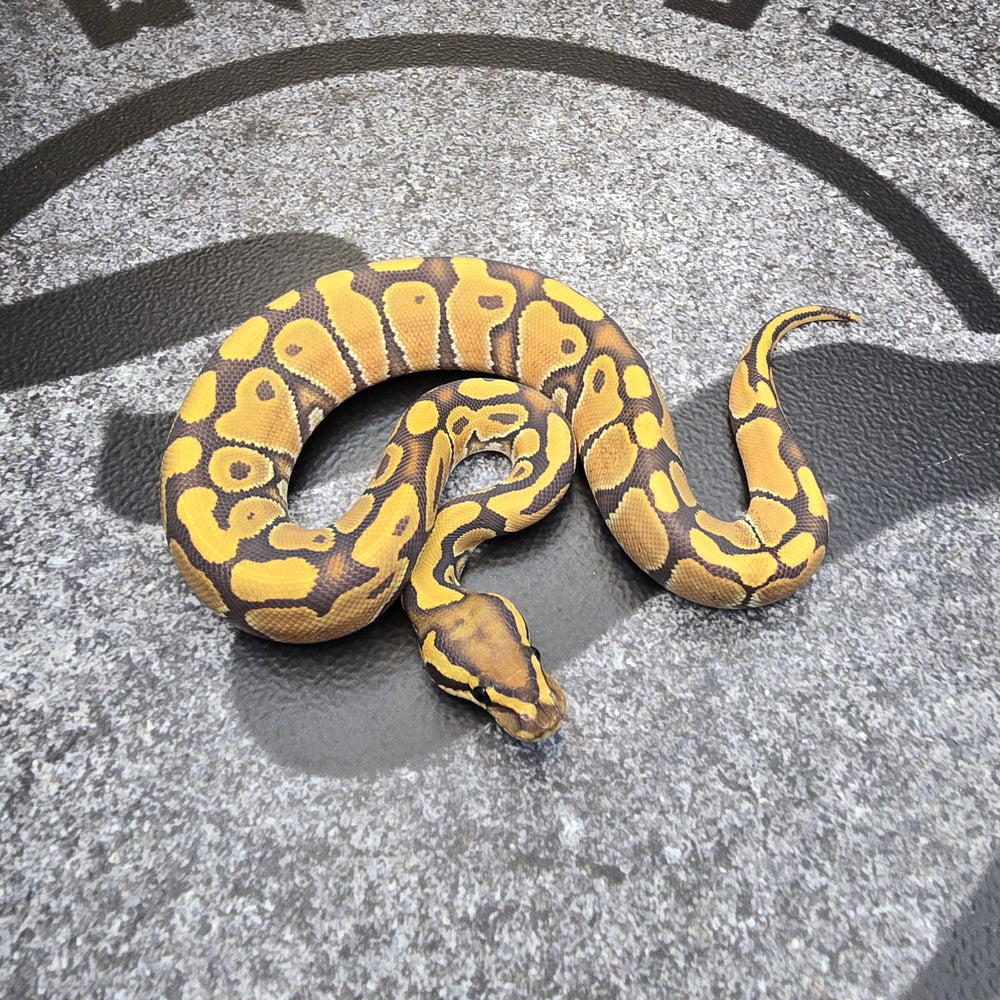 25 Hypo het DG female